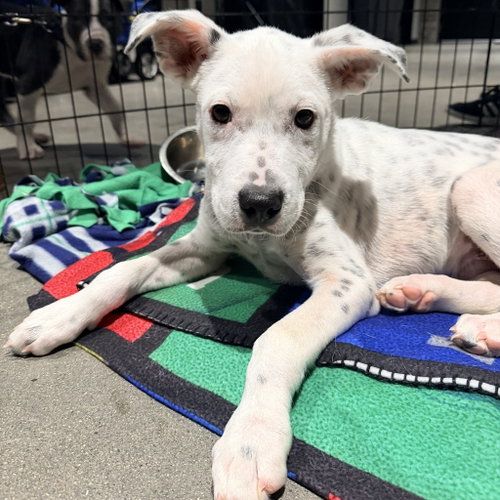 Photo 4 of Dale - Pending Adoption