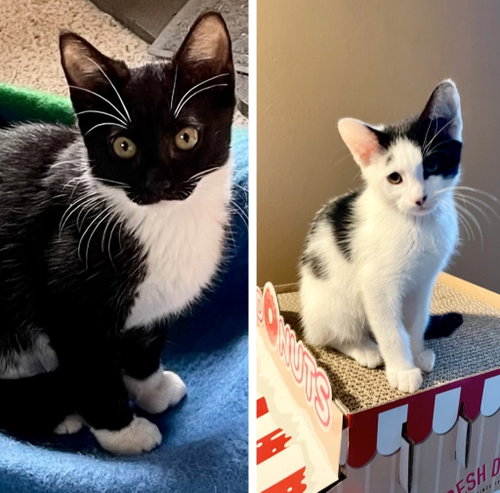 Arthur / Clive, a cat for adoption from Pet Haven Inc. of MN
