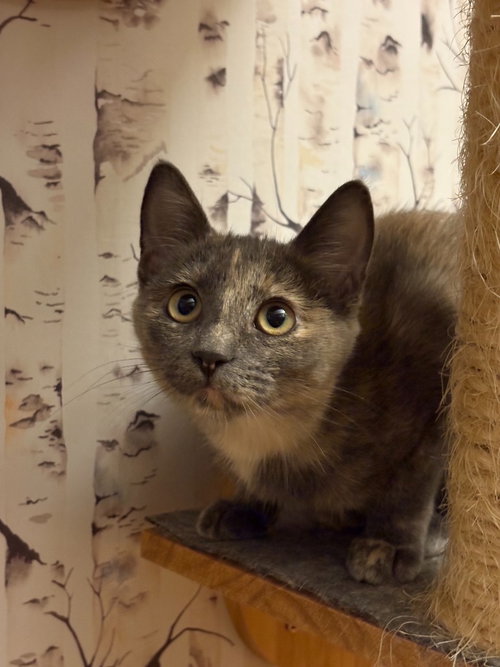 Muddle - Pending Adoption, a cat for adoption from Pet Haven Inc. of MN