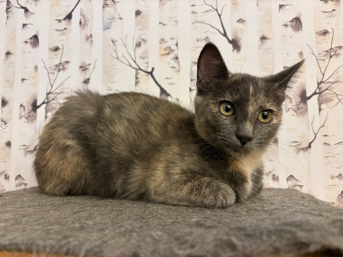 Photo 2 of Muddle - Pending Adoption