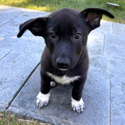 Button, a dog for adoption from Pet Haven Inc. of MN