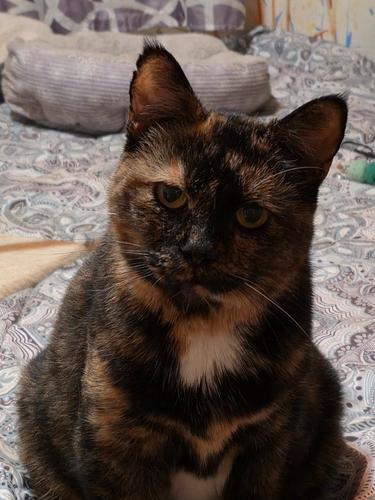 Sweetie, Domestic Short Hair