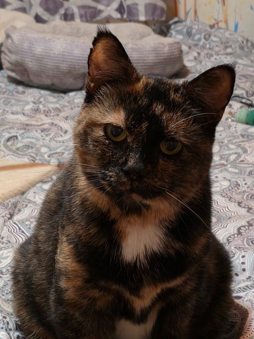 Sweetie, a cat for adoption from Pet Haven Inc. of MN