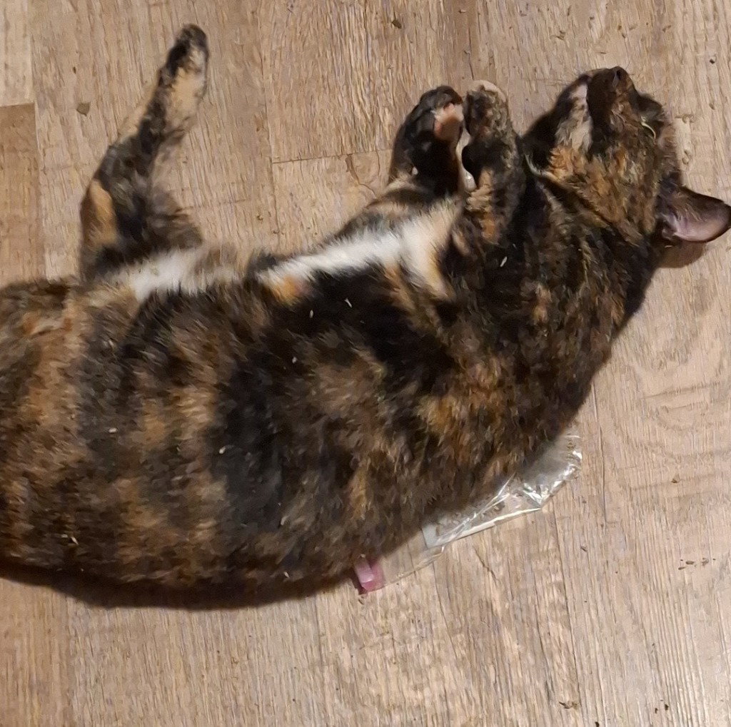 Sweetie, photo 2