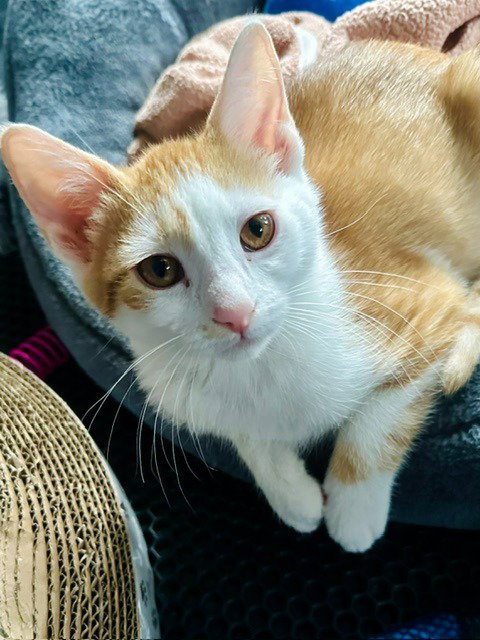 Fig, Domestic Short Hair