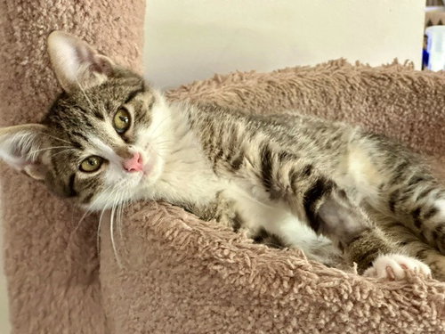 Sprig - Pending, a cat for adoption from Pet Haven Inc. of MN