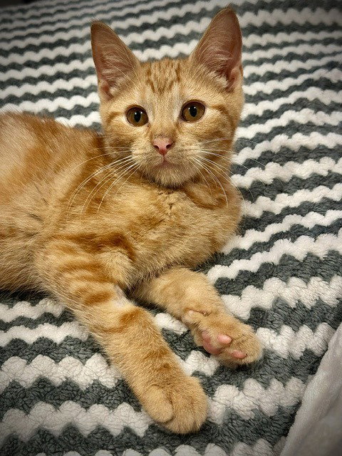 Twig - Pending, a cat for adoption from Pet Haven Inc. of MN