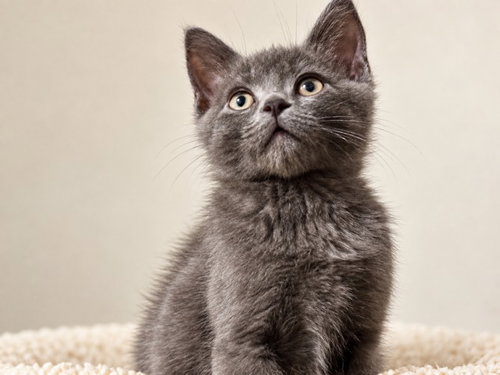 West, a cat for adoption from Pet Haven Inc. of MN