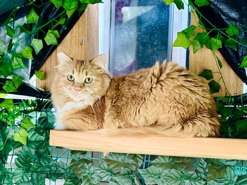 Jade, a cat for adoption from Pet Haven Inc. of MN