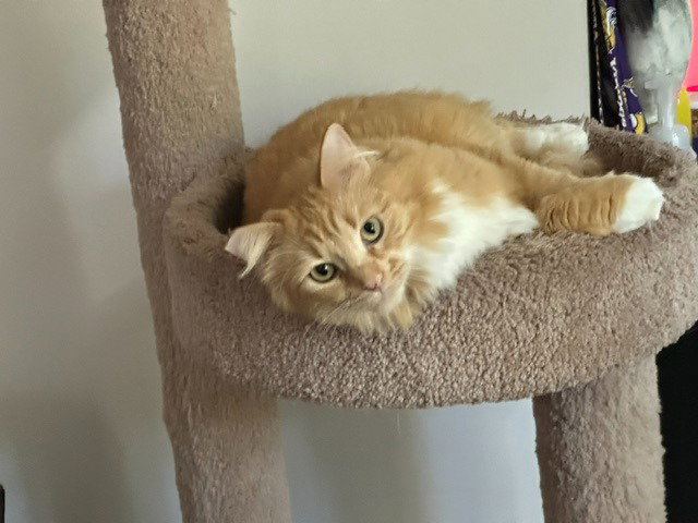 Jade - Pending, photo 3