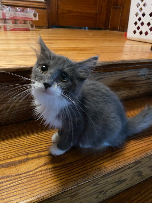 Madam Bergerone (FeLV+), a cat for adoption from Pet Haven Inc. of MN