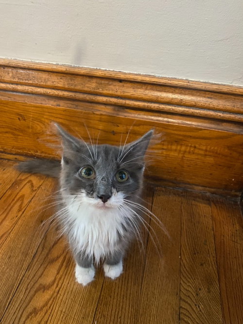 Photo 2 of Madam Bergerone (FeLV+)
