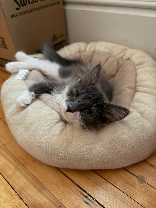 Photo 3 of Madam Bergerone (FeLV+)