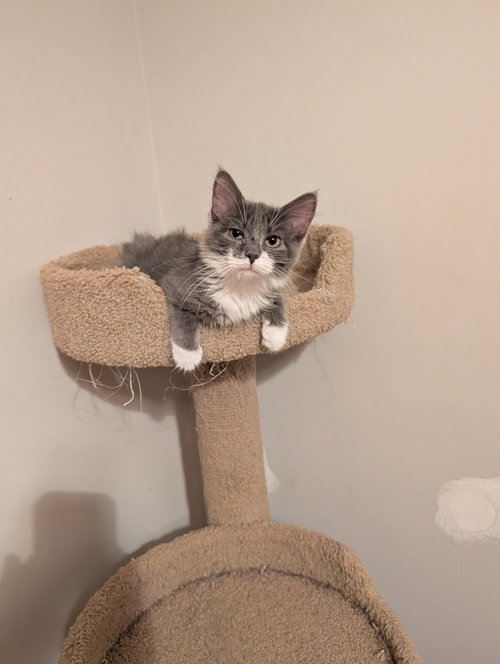 Photo 4 of Madam Bergerone (FeLV+)