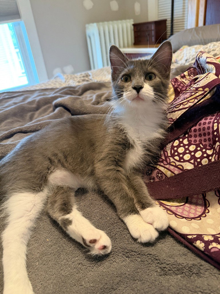 Madame Bergerone (FeLV+)