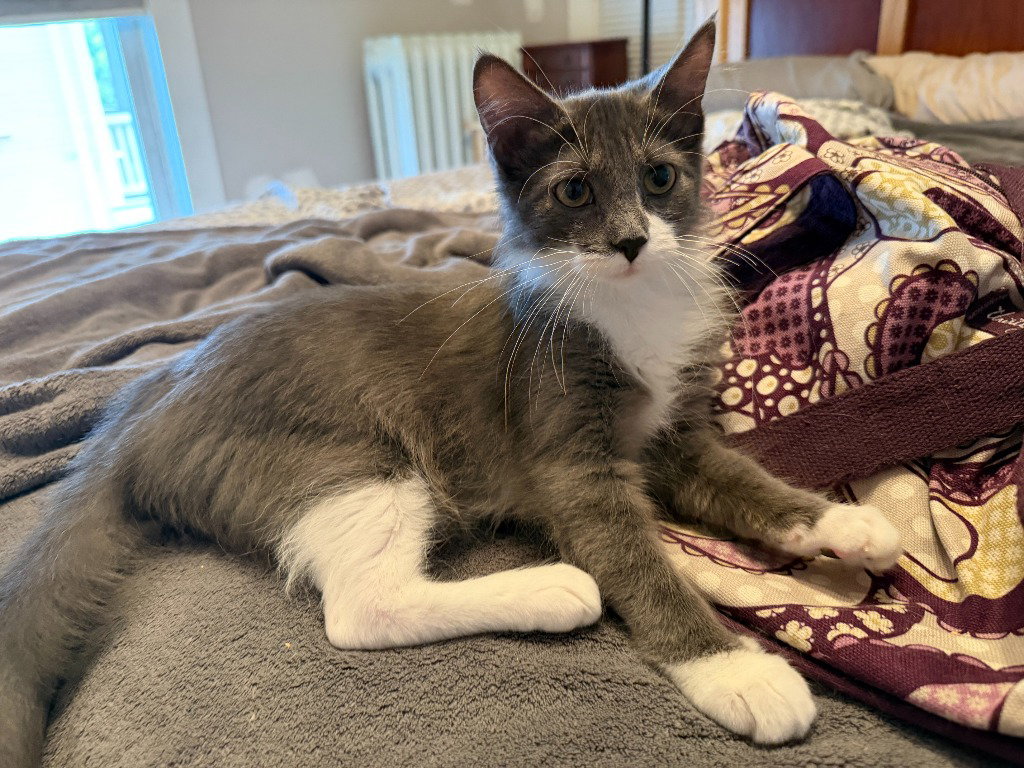 Madame Bergerone (FeLV+), photo 2