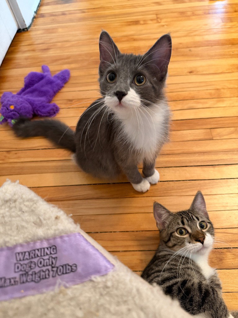 Madame Bergerone (FeLV+), photo 3