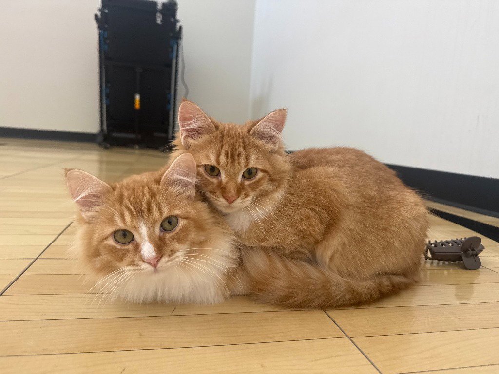 Paul / Art, Domestic Medium Hair