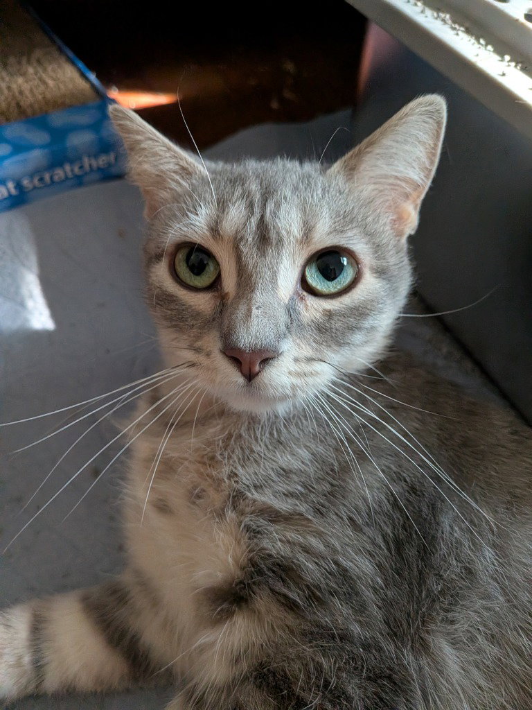 Twyla, Domestic Short Hair