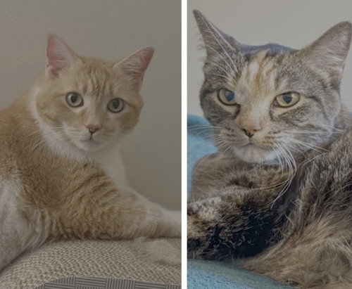 Leah / Simba, a cat for adoption from Pet Haven Inc. of MN