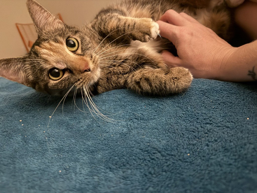 Leah / Simba, photo 2