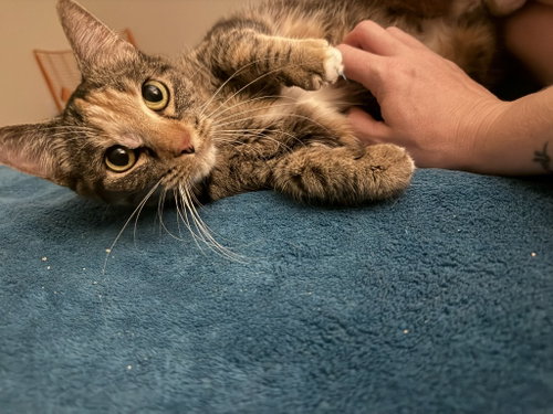 Photo 2 of Leah / Simba