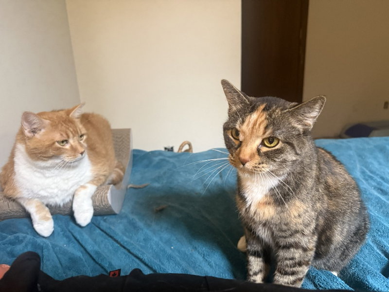 Leah / Simba, photo 3