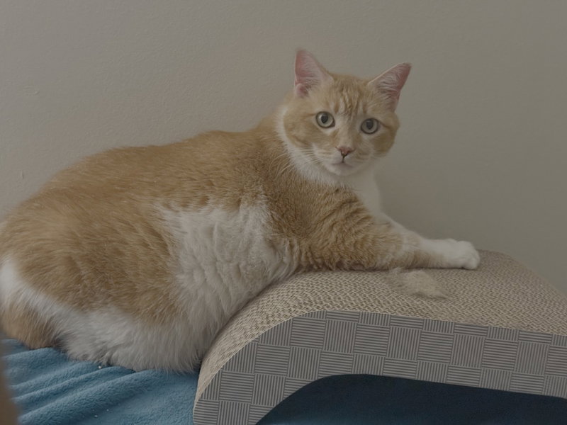 Leah / Simba, photo 4