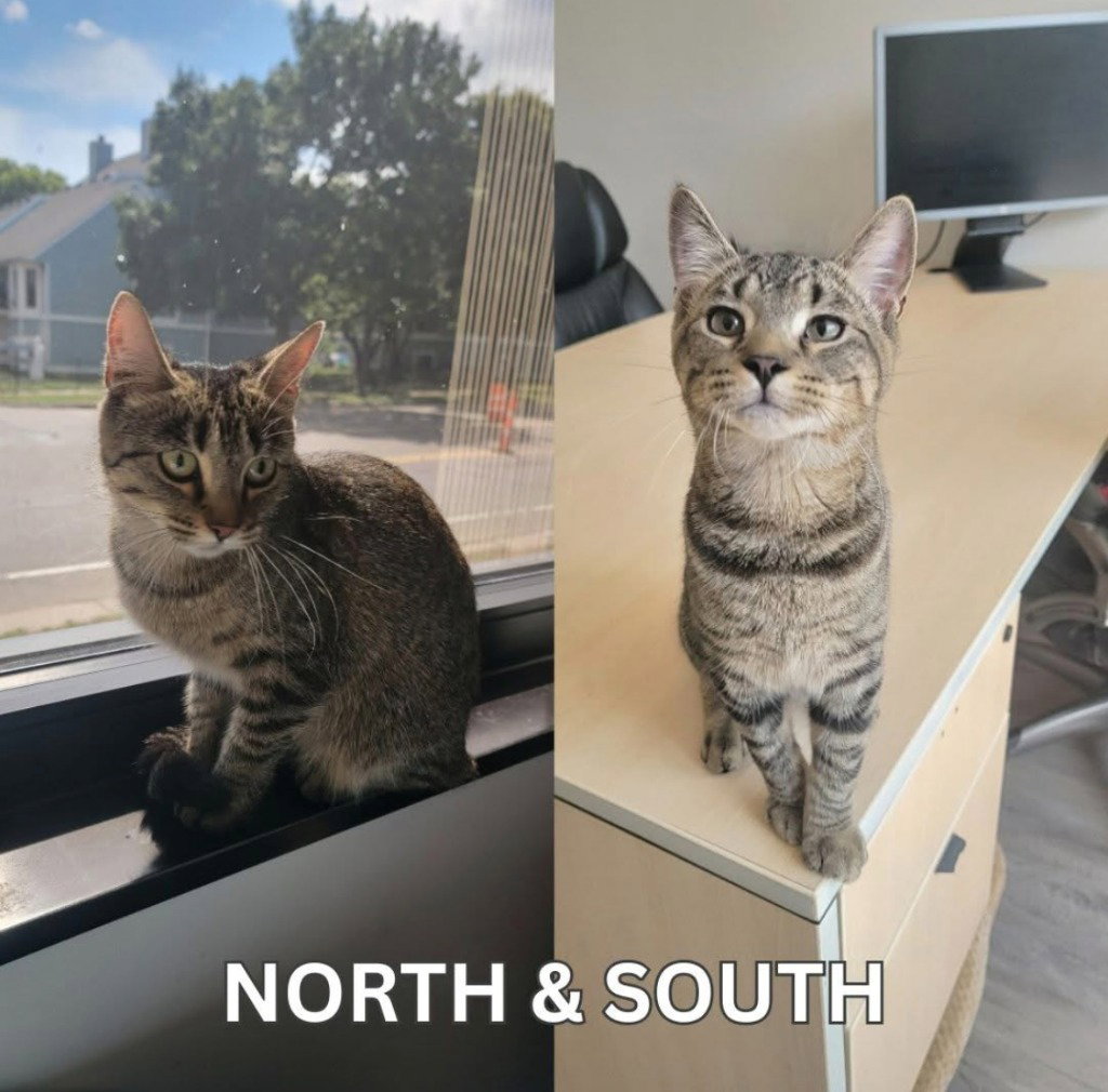 North / South, Domestic Short Hair