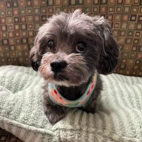 Ivy, a dog for adoption from Pet Haven Inc. of MN