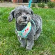 Photo 4 of Ivy