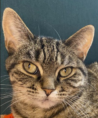 Seven, a cat for adoption from Pet Haven Inc. of MN
