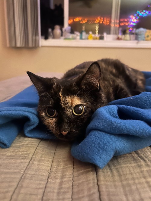 Bonnie, a cat for adoption from Pet Haven Inc. of MN