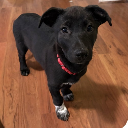 Bijou, a dog for adoption from Pet Haven Inc. of MN