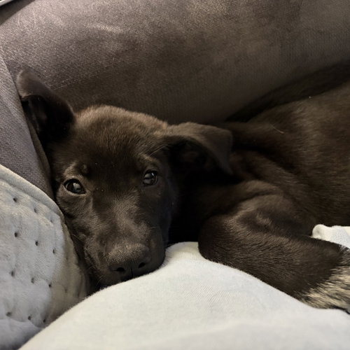 Photo 2 of Bijou