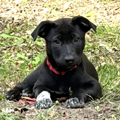 Photo 3 of Bijou