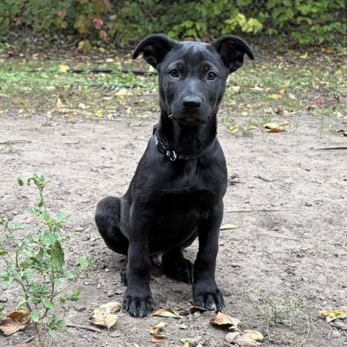 Bubba, a dog for adoption from Pet Haven Inc. of MN