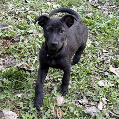 Photo 3 of Bubba
