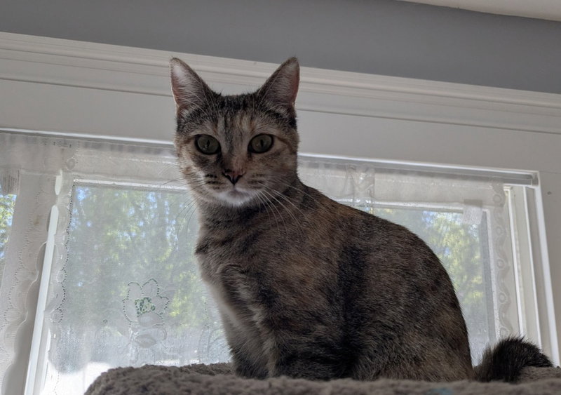 Miss Violet, a young female cat up for adoption