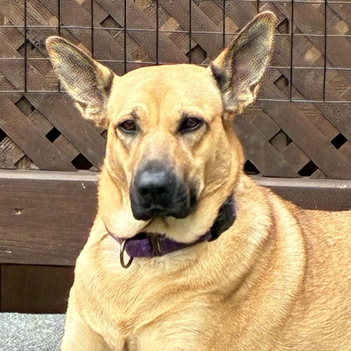 Photo 2 of Molly