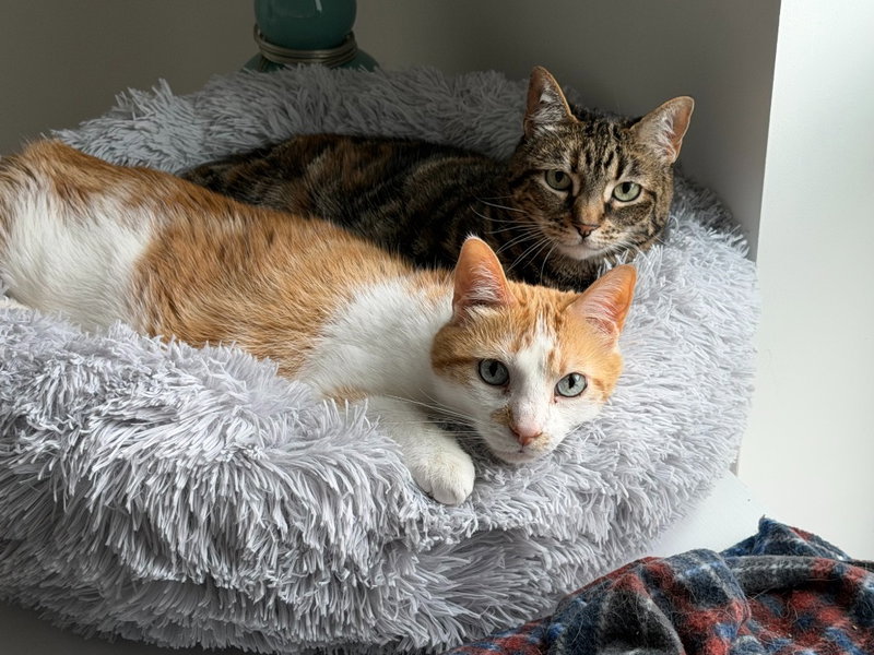 Jasper / Jade, a senior male cat up for adoption