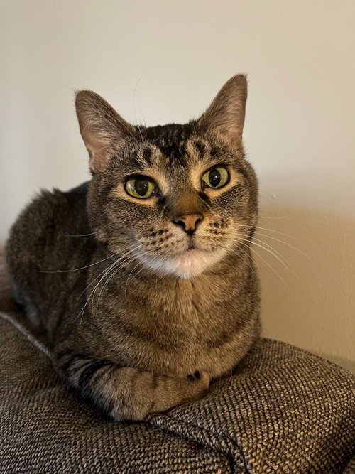 Juno, an adult female cat up for adoption