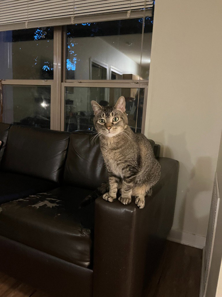 Juno, photo 2