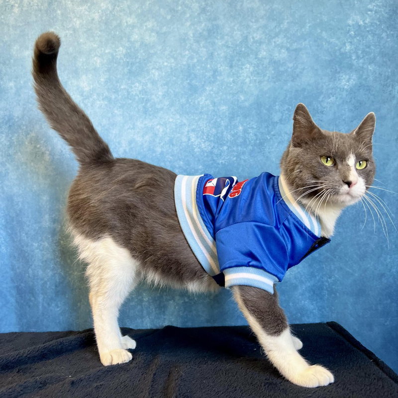 Buttermilk, a young male cat up for adoption