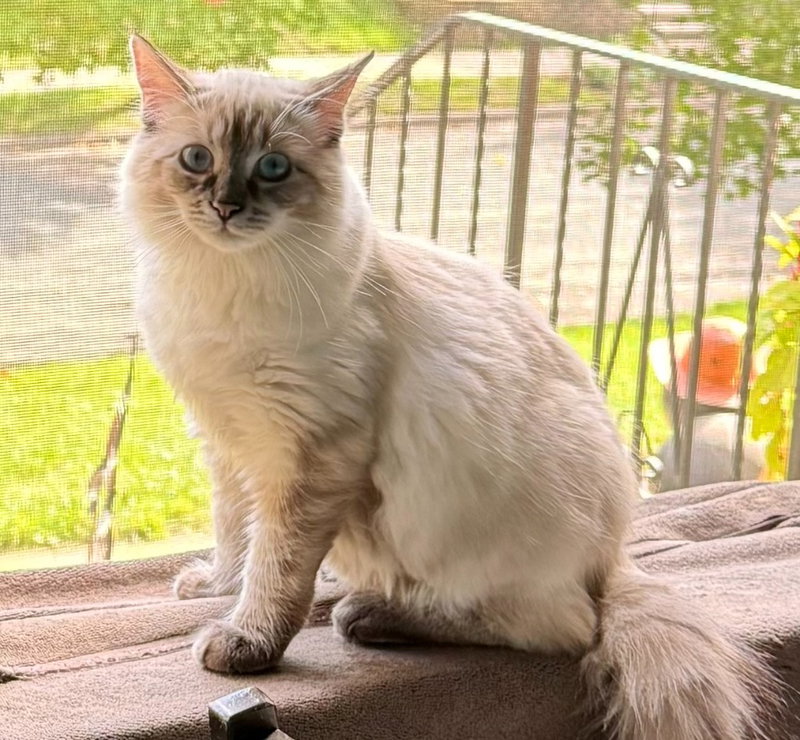 Gwendolyn, a young female Siamese cat up for adoption