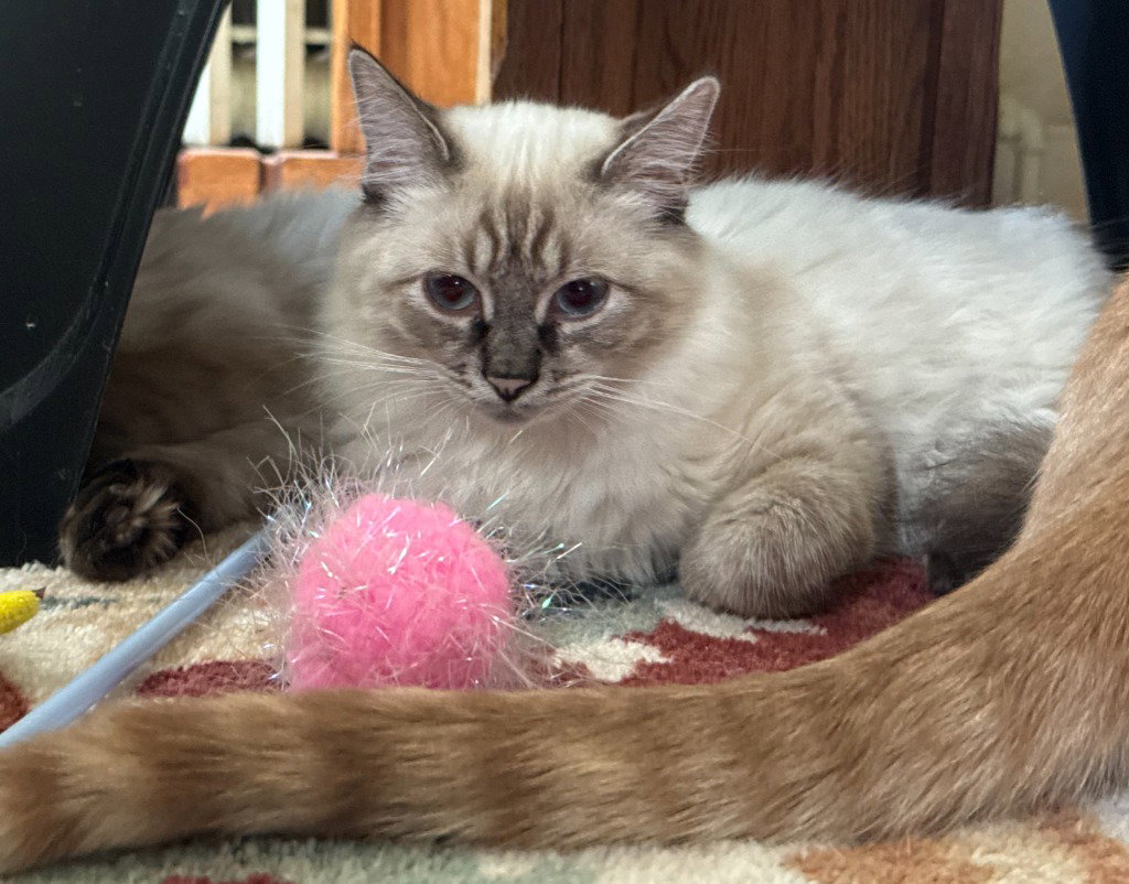 Gwendolyn (fka Paula) - Pending Adoption, photo 2