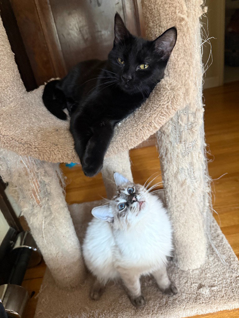 Gwendolyn (fka Paula) - Pending Adoption, photo 3