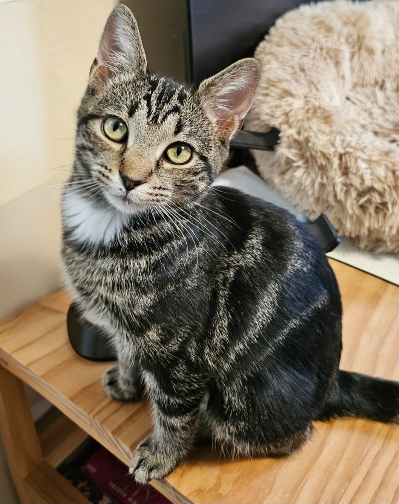 Miss Zinnia, a young female cat up for adoption