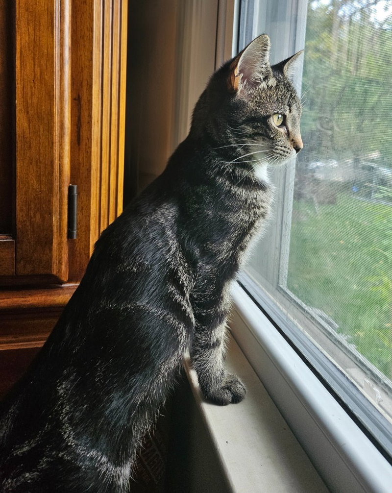 Miss Zinnia, photo 4