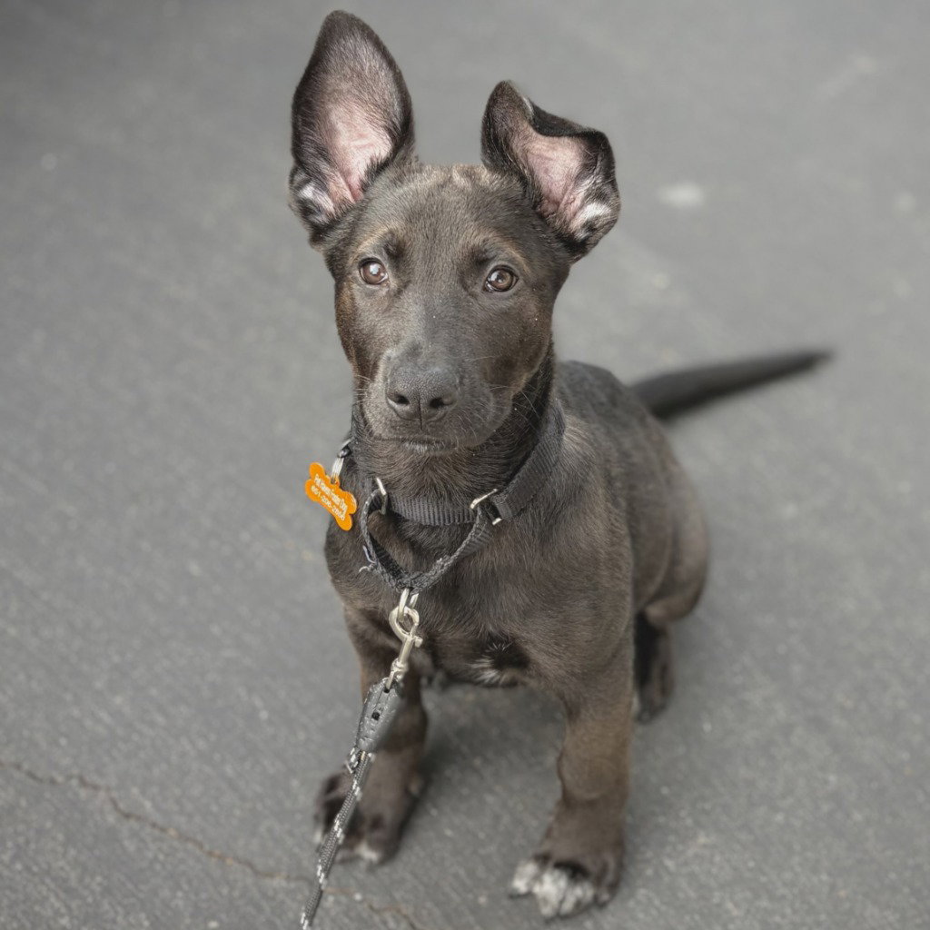 Bagel - Pending Adoption